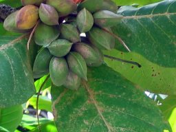Polynesian Cultural Center